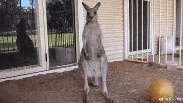 ���Ϸ���԰������֮�ȡ��ڰĴ����Ǳ���г