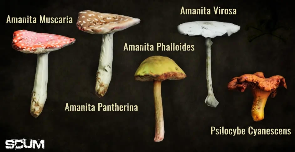 SCUMŻ�·������� �ж������Ż��