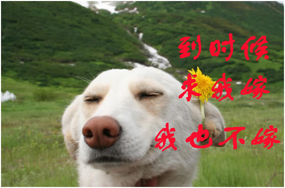 ���ڲ�Ȣ�ң�2020����һ�����㳢��Ȣ���ѵĺ����_��վ