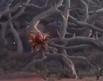 �����޼�ɳħ��ʲô�� ���޹�ɳħ�����һ��_��վ