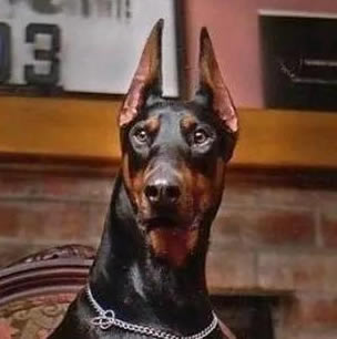 ԭ����������ʲô���� ������ԭ�Ͷ������_��վ