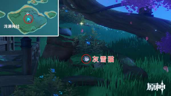 ԭ��è��ֲ�λ�ô�ȫ ����ʯ����ѩè��ʲô�ط�