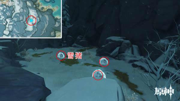 ԭ��ѩ����׽��λ���� ѩ����ʲô�ط�ץ